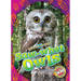 Saw-Whet Owls