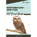 Northern Saw-whet Owl: Pet bird guide