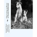 Observations on Borzoi or Russian Wolfhounds