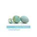 Gestation