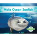 Mola Ocean Sunfish
