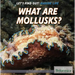 What Are Mollusks?