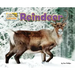 Reindeer