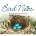 Bird Nests: Amazingly Ingenious and Intricate