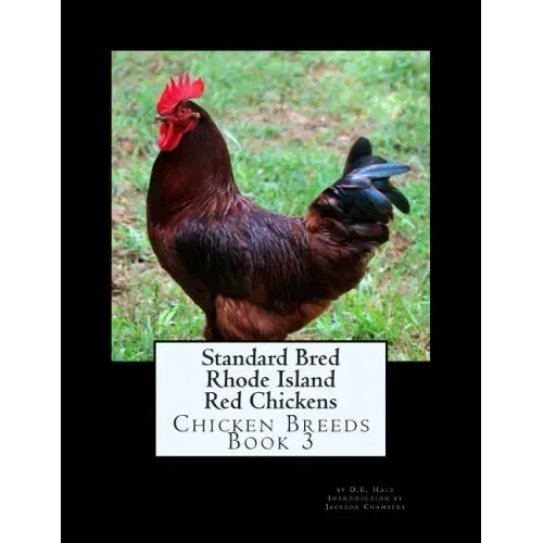 Standard Bred Rhode Island Red Chickens