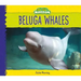 Beluga Whales