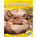 Copperheads