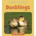 Ducklings