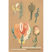 Surrealist Women's Writing: A Critical Exploration