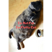 I'm Not Fat I'm Fluffy Cat Gift For Mom Wife Lover Women Sister Nurse
