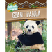 Giant Panda
