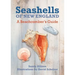 Seashells of New England: A Beachcomber's Guide