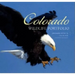 Colorado Wildlife Portfolio