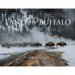 Land of the Buffalo