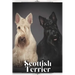 Scottish Terrier: Dog breed overview and guide