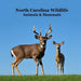 North Carolina Animals and Mammals Kids Wildlife Book: Great Wildlife Book about Animals and Mammals in North Carolina