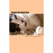 Tucker the Spirit Cat: A Meditation on Love and Hope for Anyone Grieving the Loss of an Animal Friend