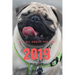 It;s All about the Pug: Pug Life