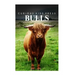 Bulls - Curious Kids Press