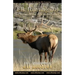Elk Hunting 201: Big Bulls...Essentials for a Successful Hunt