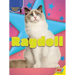 Ragdoll