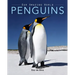 Penguins: Amazing Pictures & Fun Facts on Animals in Nature