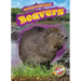 Beavers