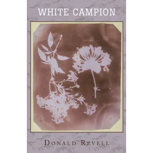 White Campion