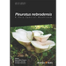 Pleurotus Nebrodensis: A Very Special Mushroom