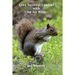 Grey Squirrel Control: With An Air Rifle