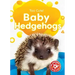 Baby Hedgehogs