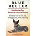 Blue Heeler. Blue Heeler Dog Complete Owners Manual. Blue Heeler book for care, costs, feeding, grooming, health and training.
