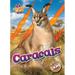 Caracals