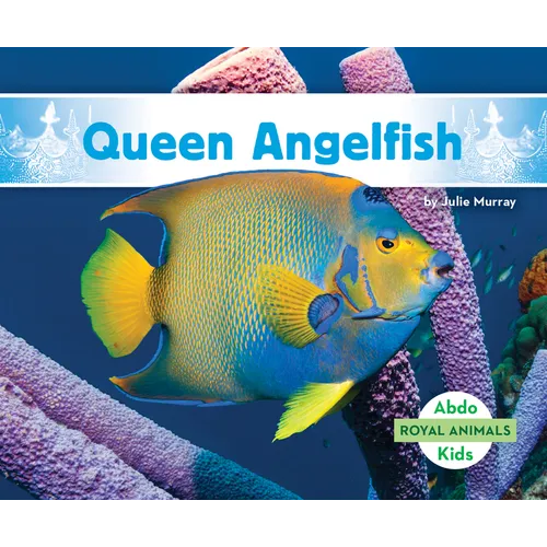 Queen Angelfish