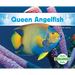 Queen Angelfish
