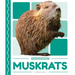 Muskrats
