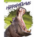 Hippopotamus