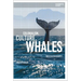 Colonialism, Culture, Whales: The Cetacean Quartet