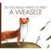 Do You Really Want to Meet a Weasel?