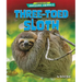 Three-Toed Sloth