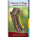 Insects & Bugs of North America: Your Way to Easily Identify Insects & Bugs