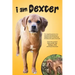 I Am Dexter