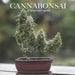 Cannabonsai: A Beginners Guide