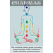 Chakras: The Complete Chakra Guide, Including Chakra Healing, Chakra Meditation, Chakra Clearing and Much More!