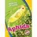 Aphids