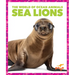 Sea Lions