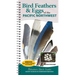 Bird Feathers & Eggs of the Pacific Northwest: Identify 40 Species of Common Backyard Birds