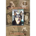 Unconditional Love: It's All About Dogs