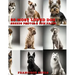 50 Most Loved Dog Breeds: Photos & Fun Facts