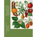 Notes on Varieties of Tomatoes and Tomato Diseases